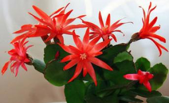 Рипсалидопсис: пасхальный кактус в домашнем цветнике
