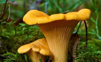 Как правильно сушить грибы: на нитке, в духовке и в микроволновке