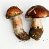 Волшебные свойства белых грибов