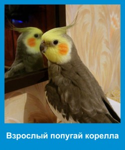Возраст кореллы