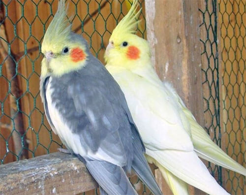 Корелла в домашних условиях