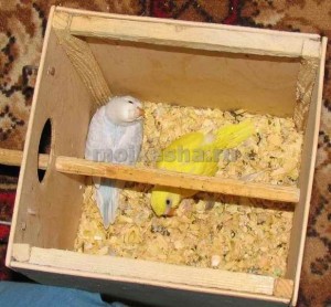 яйца волнистых попугаев