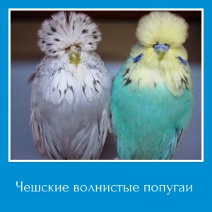 Чешские волнистые попугаи