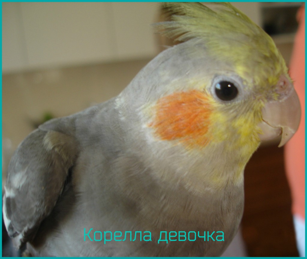 попугай корелла девочка фото