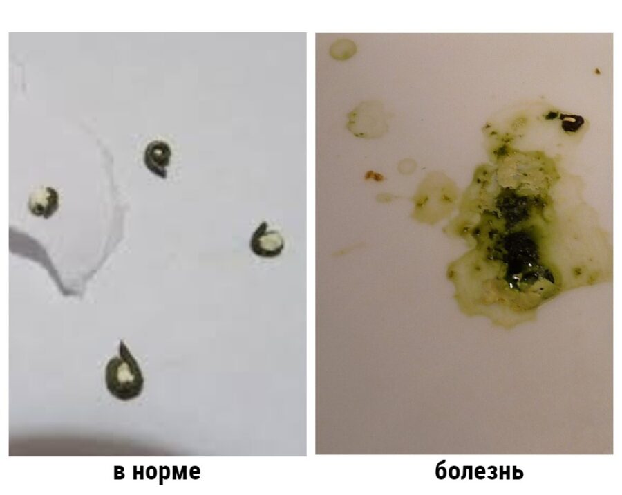 болезни попугаев