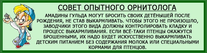 Разведение амадин