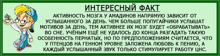 Работа мозга амадин