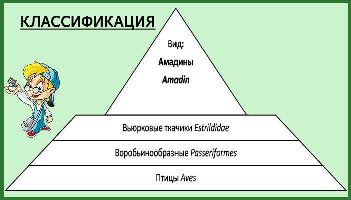 Таблица классификации амадин