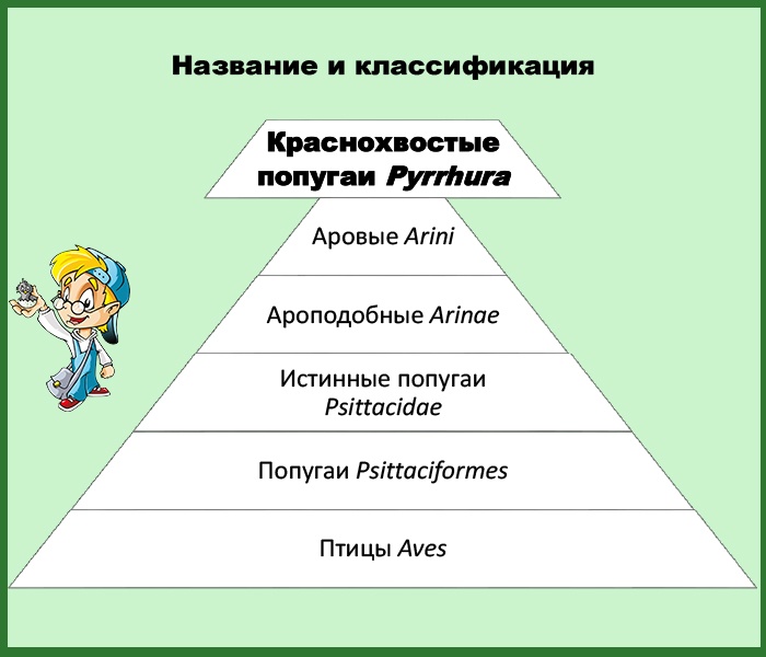 Классификация пиррур
