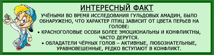 Особенности характера амадин
