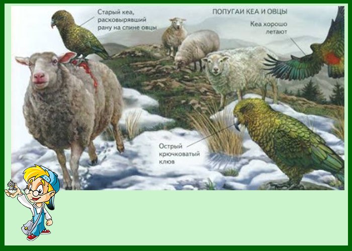 Попугай кеа охититца на овц