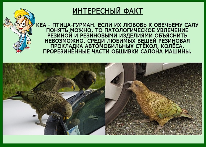 Вандализм попугаев кеа