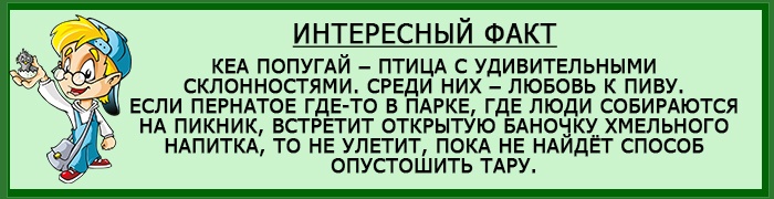 Кеа любитель пенных напитков
