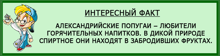 Попугаи любители забродивших фруктов