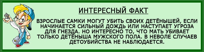 Интересные факты о размножении