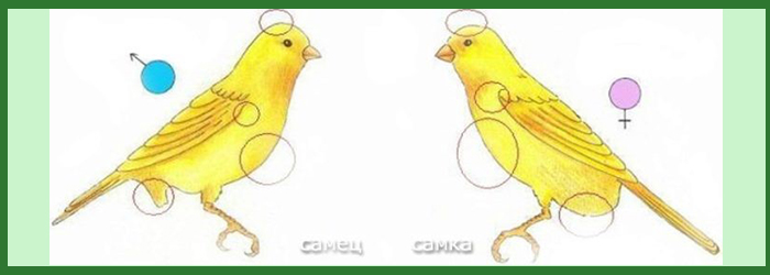 Отличия самца от самки канарейки
