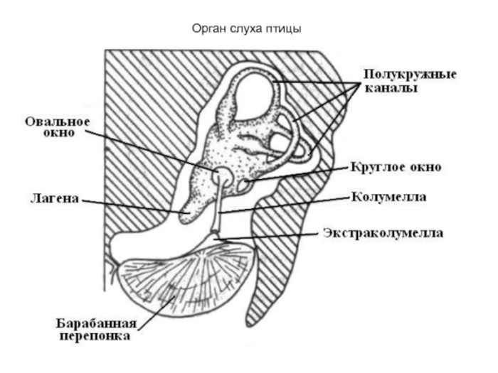 Как устроен слуховой аппарат у попугайчиков