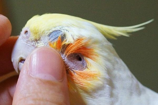 Расположение ушей у кореллы