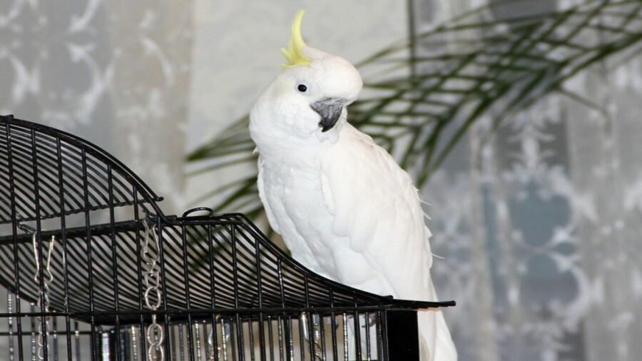 Какаду 