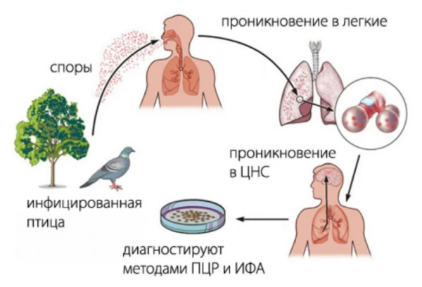 Чем можно заразиться от попугая