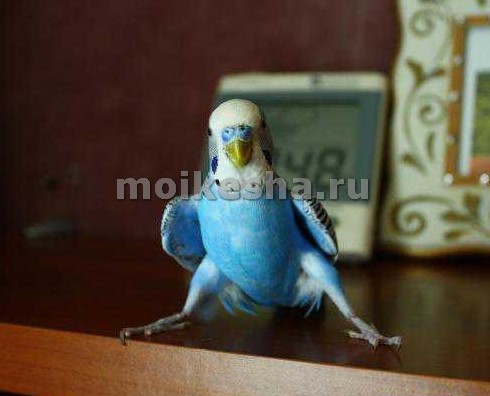 поведение волнистых попугаев