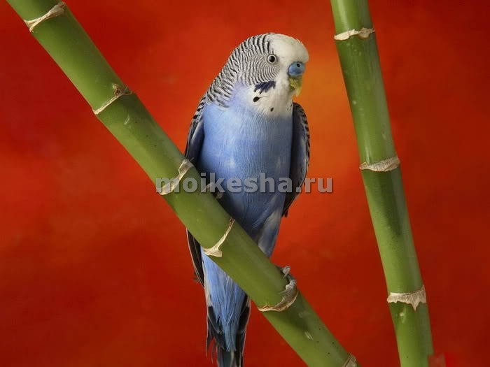 клички для волнистых попугаев