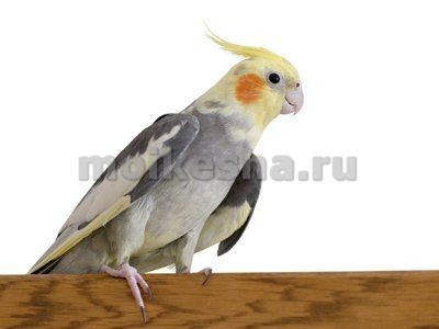 порода попугая корелла