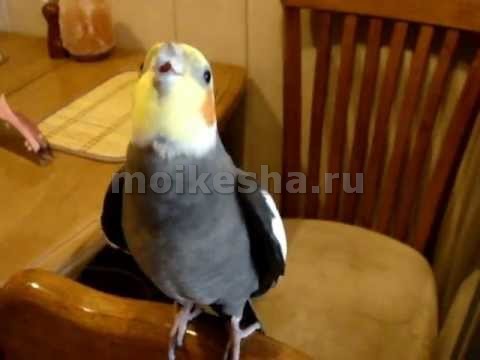 Попугай корелла как научить говорить