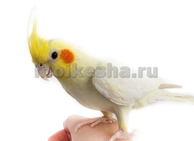 как приручить кореллу к рукам