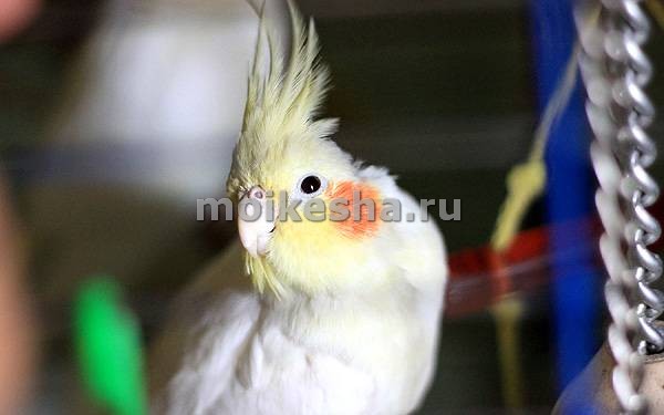 птиц самки