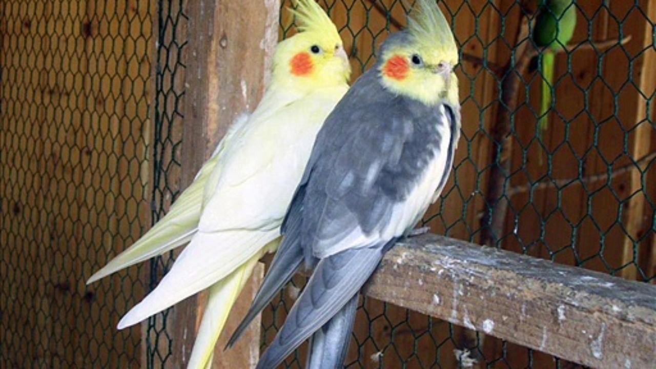 Попугай корелла имена