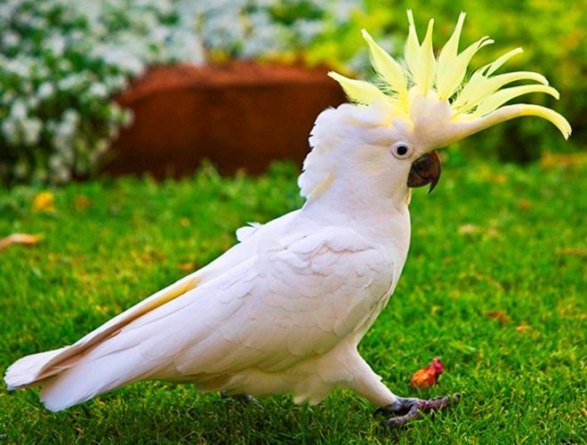 Красавчик Какаду