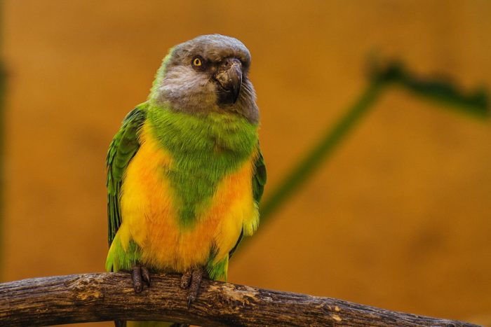 Poicephalus senegalus